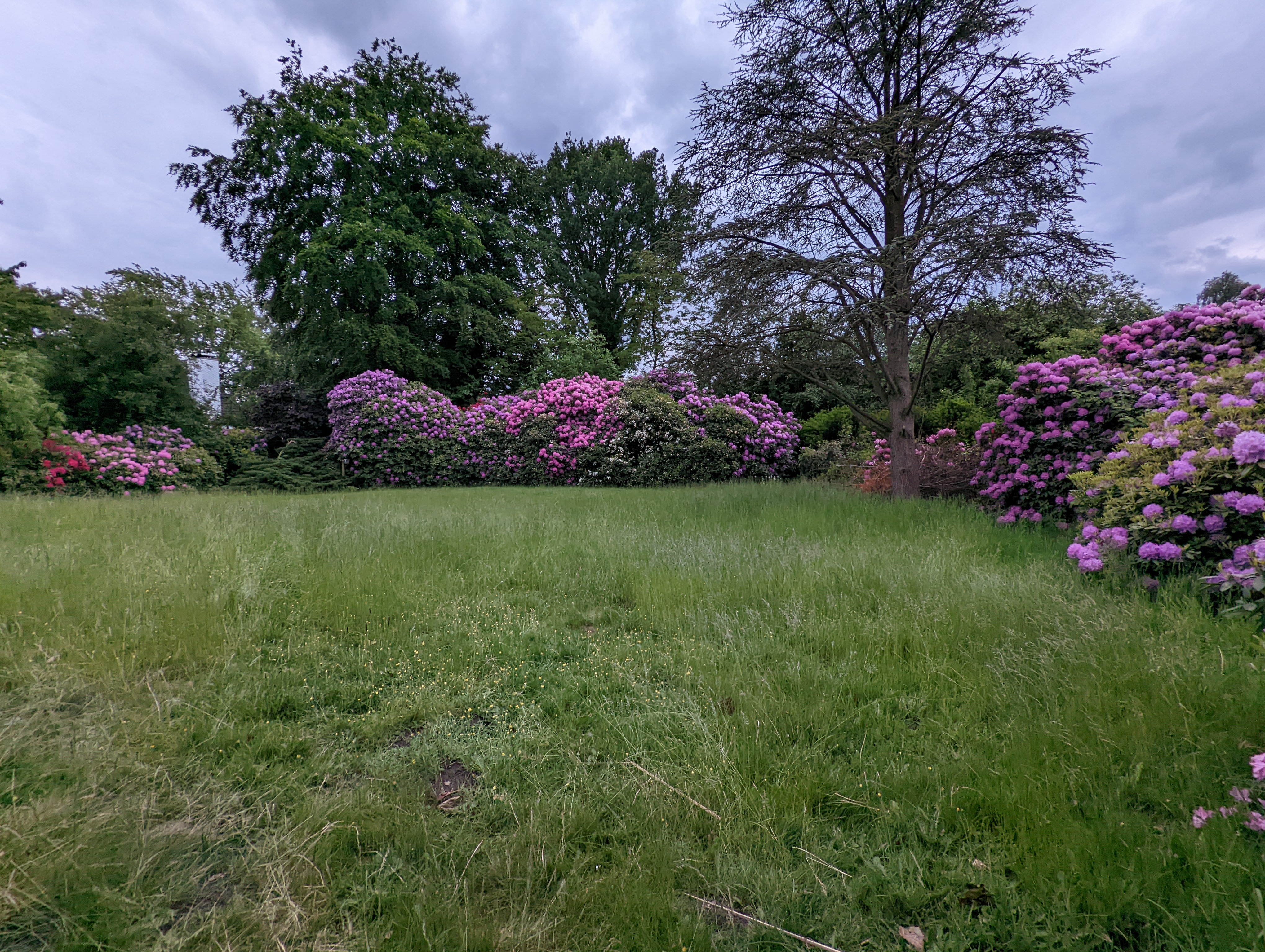 Eingewachsener Garten Rhododendren
